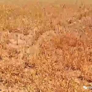 石家庄高邑爆料事件最新