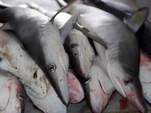 鲨鱼最新爆料消息在哪看,揭秘独家观看渠道